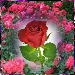 Meet your Posher, Robin